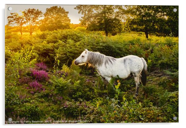Dartmoor Pony on a Heathland Acrylic by Terry Newman