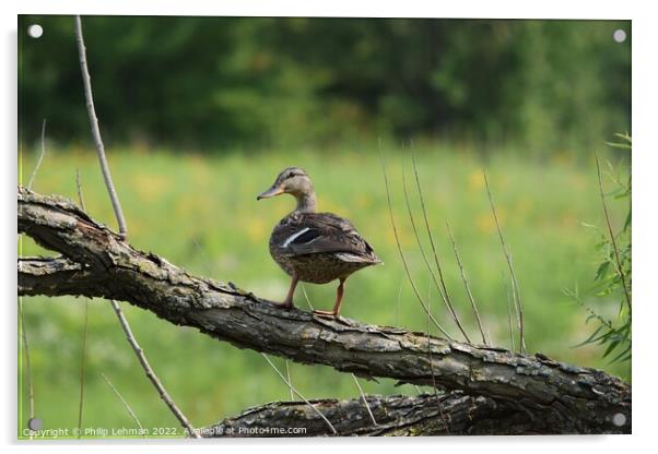 Duck on tree branch Acrylic by Philip Lehman