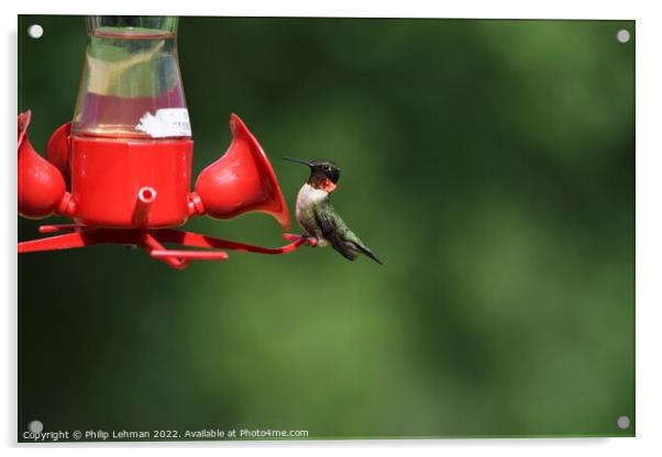 Ruby Throated Hummingbird on feeder Acrylic by Philip Lehman