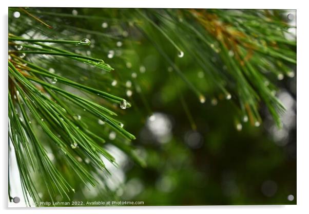 Pine branches with water droplets Acrylic by Philip Lehman