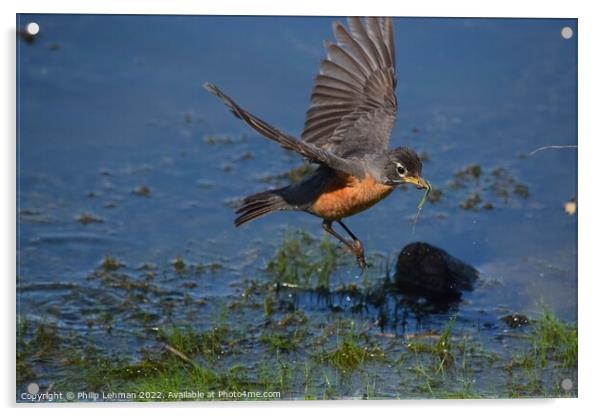Robin (Water Landing) Acrylic by Philip Lehman