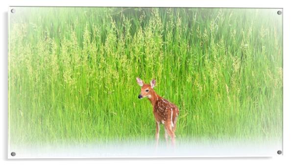 Fawn in the grass Acrylic by Philip Lehman