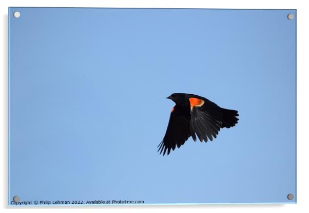 Red-wing blackbird in flight 1A Acrylic by Philip Lehman