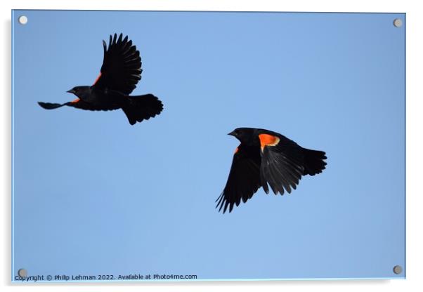 Red-Wing Blackbird in flight 1B Acrylic by Philip Lehman