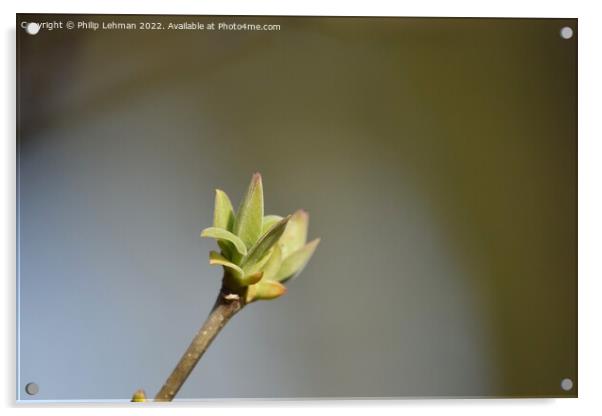 Lilac Buds 2A Acrylic by Philip Lehman