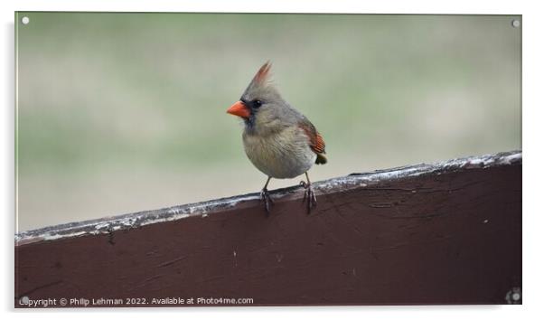 Female Cardinal 4A Acrylic by Philip Lehman