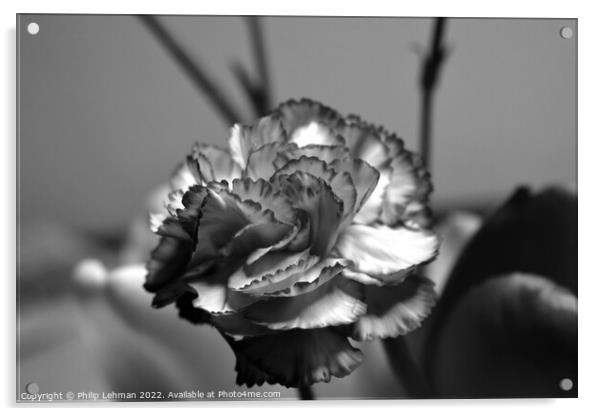 Carnation 1B (Black & White) Acrylic by Philip Lehman