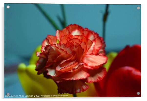Carnation (1A) Acrylic by Philip Lehman