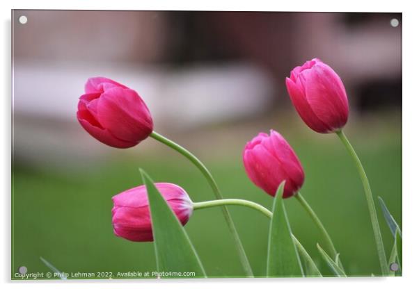 Pink Tulips 3B Acrylic by Philip Lehman