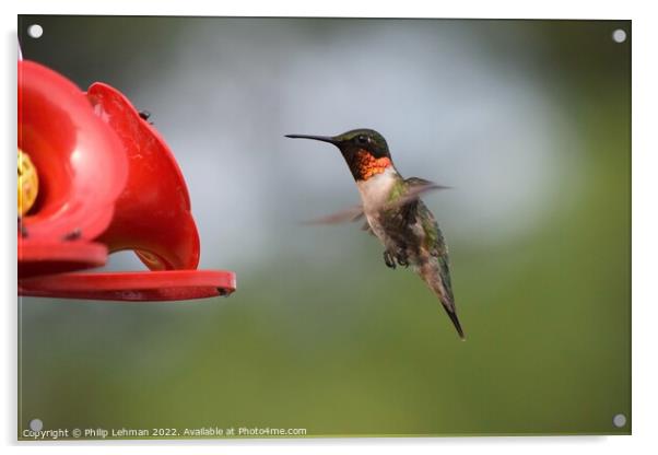 Ruby Throated Hummingbird (19A) Acrylic by Philip Lehman