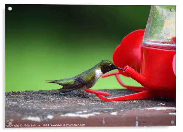 Ruby Throated Hummingbird (22A) Acrylic by Philip Lehman