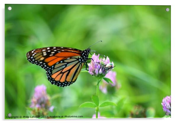 Monarch in clover field (1A) Acrylic by Philip Lehman