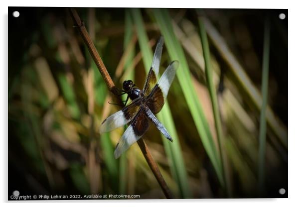 Dragonfly on grass (2B) Acrylic by Philip Lehman