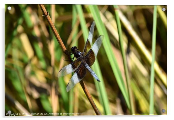 Dragonfly on grass (2A) Acrylic by Philip Lehman