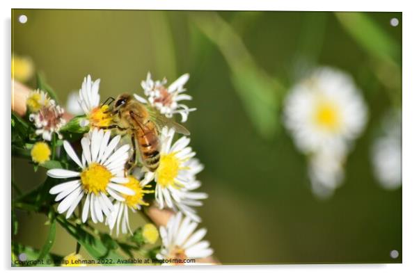 Honey Bees on White Asters (27A) Acrylic by Philip Lehman