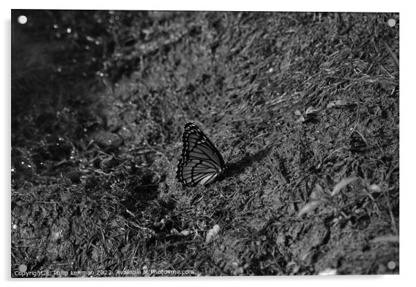 Monarch Butterfly  near pond (B) Acrylic by Philip Lehman