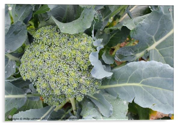 Broccoli Close up (5A) Acrylic by Philip Lehman