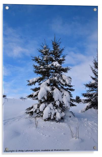 Snow Covered Pines 21B Acrylic by Philip Lehman