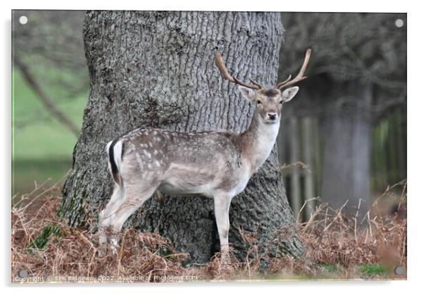 Deer keeping watch  Acrylic by Tim Ridgeway