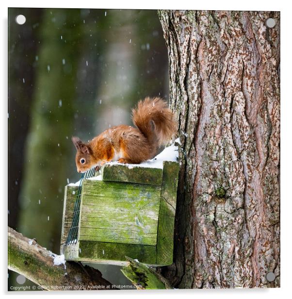 Red  Squirrel Feeding  Acrylic by Gillian Robertson