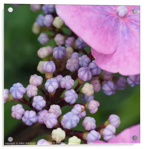 Hydrangea Head Macro Acrylic by Gillian Robertson