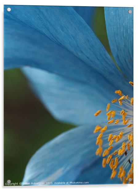 Blue Himalayan Poppy Acrylic by Gillian Robertson