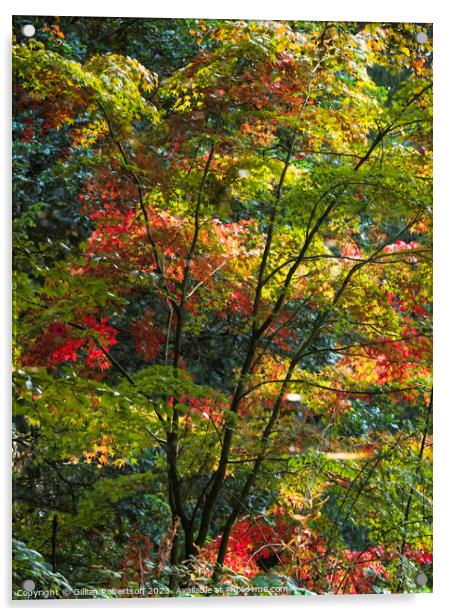 Autumn Reflection Acrylic by Gillian Robertson