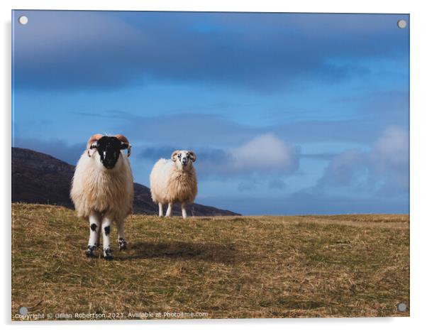 Harris Sheep Acrylic by Gillian Robertson