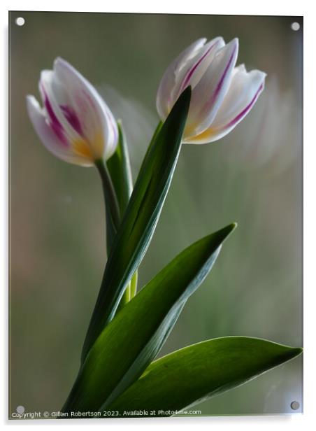Tulip Portrait Acrylic by Gillian Robertson