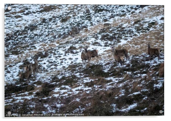 Red Deer Stags, Scottish Highlands, Sutherland, Scotland, 2019 Acrylic by Jonathan Mitchell