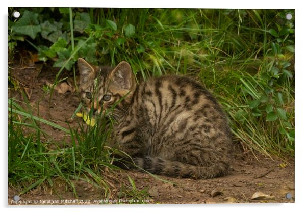Scottish Wildcat Kitten Acrylic by Jonathan Mitchell