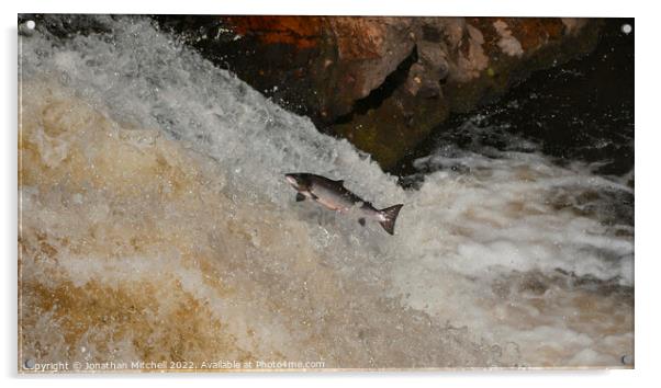 Wild Atlantic Salmon Leap Scotland Acrylic by Jonathan Mitchell