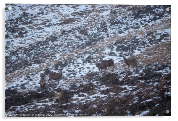 Red Deer Stags, Sutherland, Scotland, 2019 Acrylic by Jonathan Mitchell
