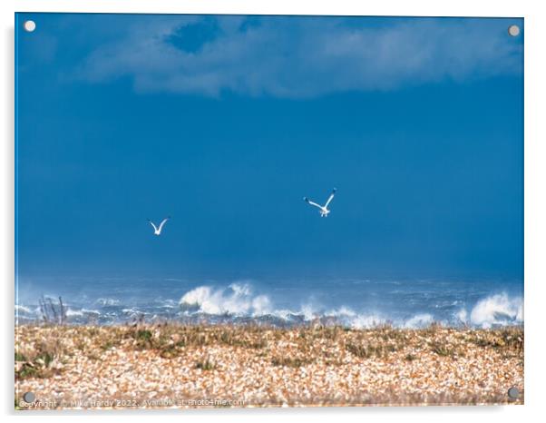 Swooping gulls on storm struck beach, Dungeness Acrylic by Mike Hardy