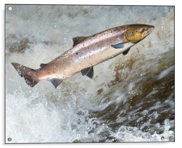 Atlantic Salmon attempting to leap a waterfall in Scotland. Acrylic by Keith Ringland