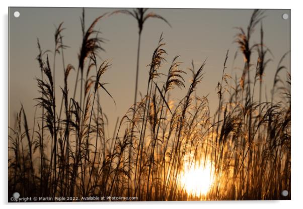 Sun behind reeds Acrylic by Martin Pople