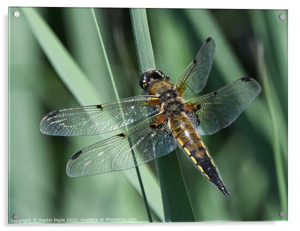 Dragonfly  Acrylic by Martin Pople