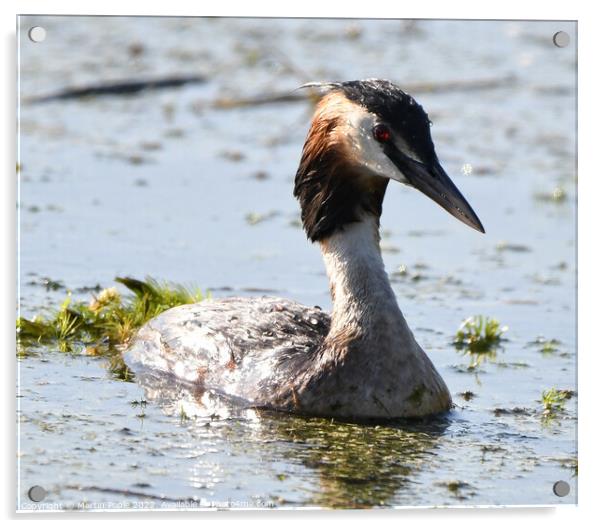 Crested Grebe on pond Acrylic by Martin Pople
