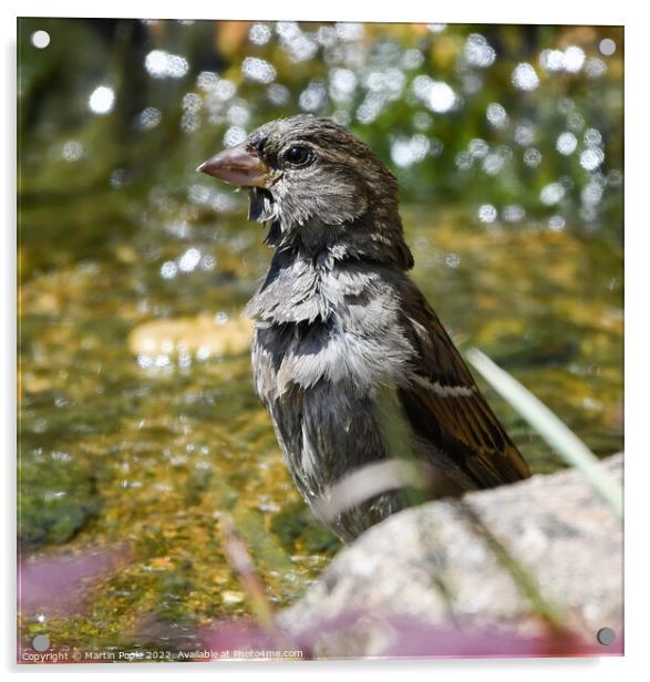 Sparrow having a bath Acrylic by Martin Pople
