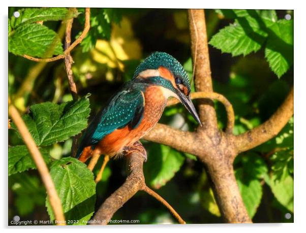 Kingfisher on branch  Acrylic by Martin Pople