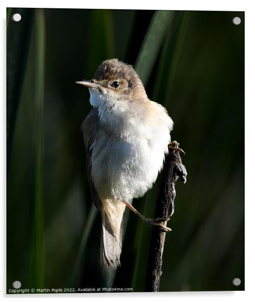 Sedge Warbler on stick  Acrylic by Martin Pople