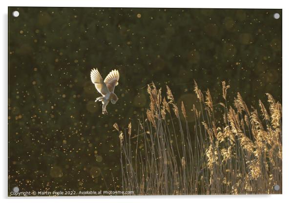 Barn owl hunting Acrylic by Martin Pople