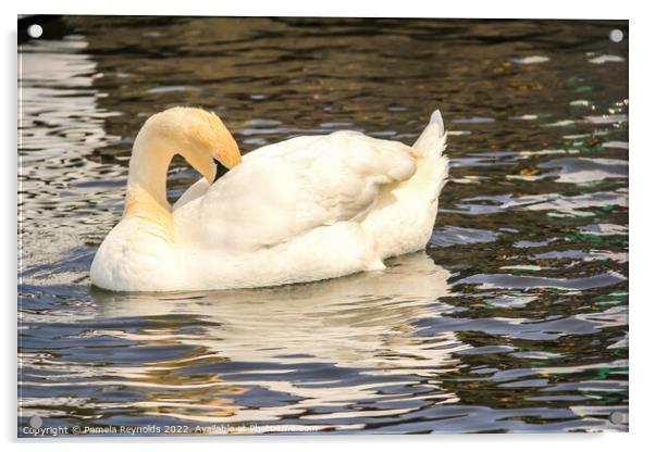 Swan (Cygnus) relaxing on the Norfolk Broads Acrylic by Pamela Reynolds