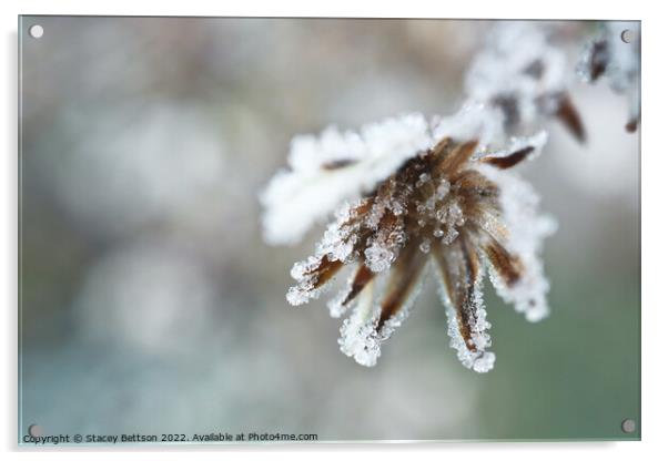 Grips of winter  Acrylic by Stacey Bettson