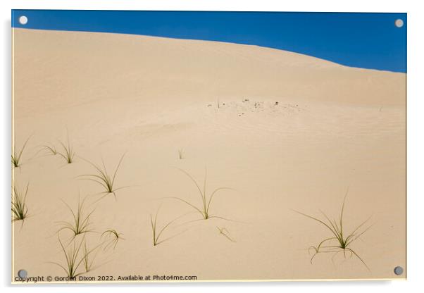 Blades of grass in a desert landscape Acrylic by Gordon Dixon