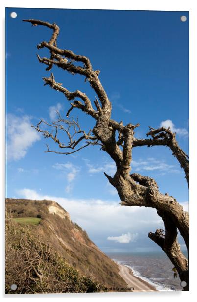 Windswept tree branches in winter on the Devon coast Acrylic by Gordon Dixon