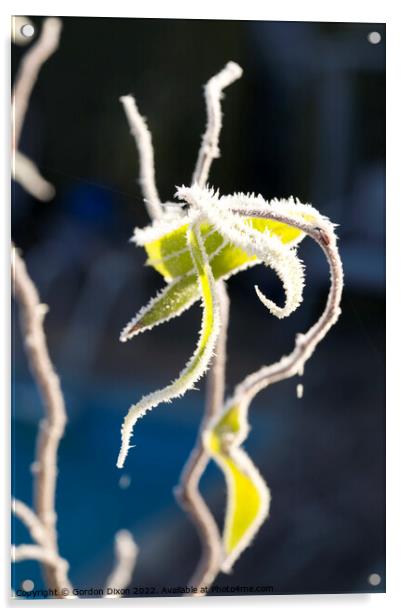 Needle-like ice crystals on branches and leaves of a twisted hazel bush Acrylic by Gordon Dixon