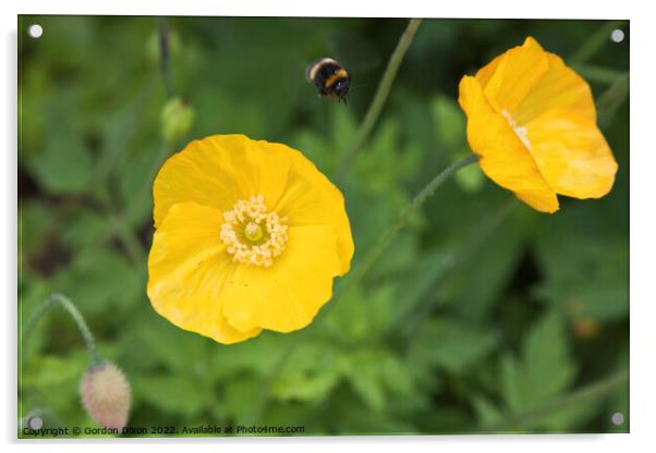 Yellow Oriental Poppy with bumble bee approaching Acrylic by Gordon Dixon