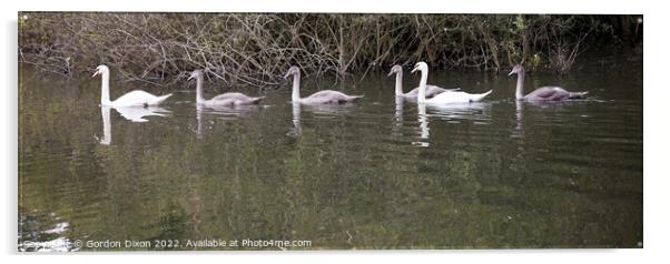 Swan family on an English waterway Acrylic by Gordon Dixon