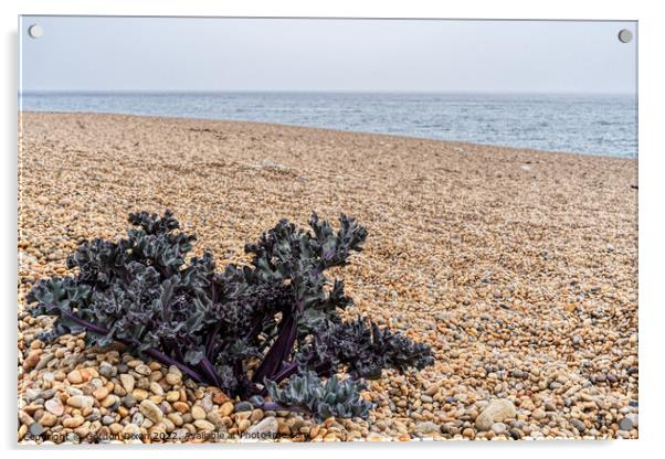 Purple Sea Kale sprouting on a shingle beach in Dorset Acrylic by Gordon Dixon